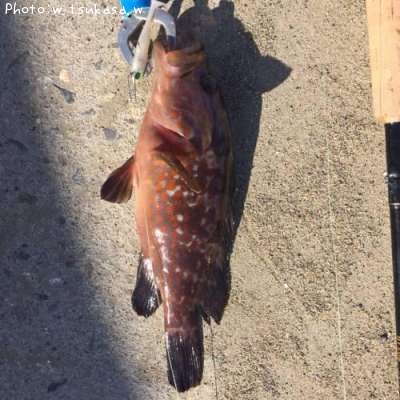 �����ϥ�