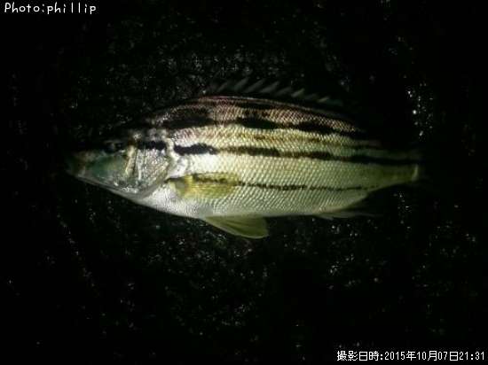 ���ޥ�����