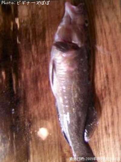 �����ʥ�