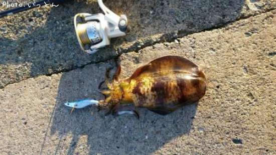 �����ꥤ��