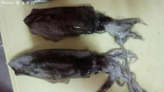 �����ꥤ��