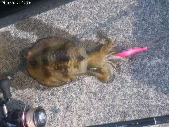 �����ꥤ��