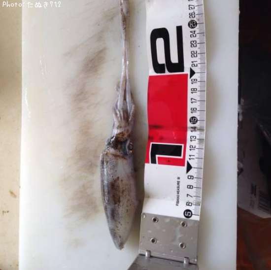 �����ꥤ��