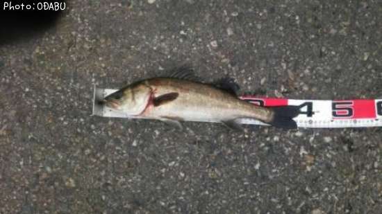 �����Х�