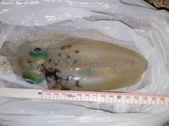 �����ꥤ��