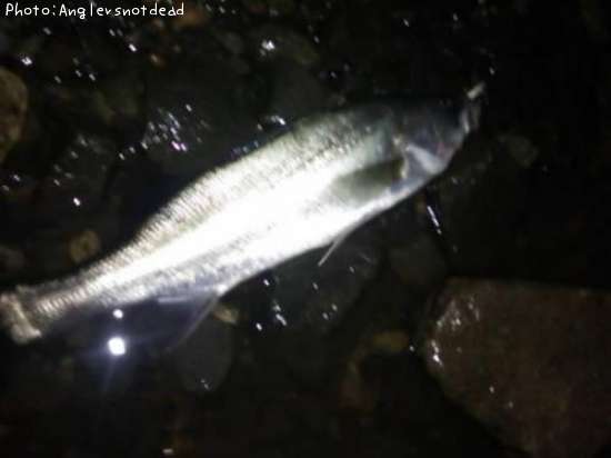 �����Х�