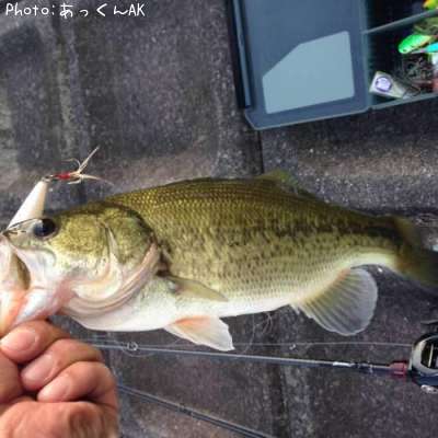 �֥�å��Х�