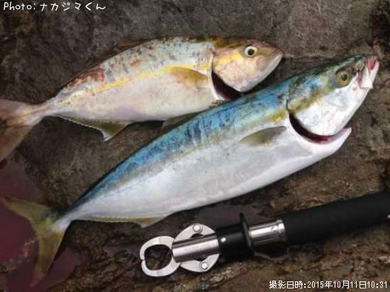 �䥺���ͥ���