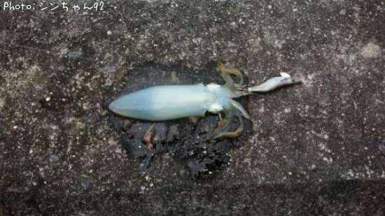 �����ꥤ��