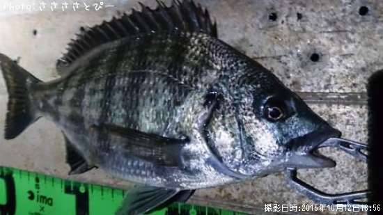 ������������������Х�������Х�