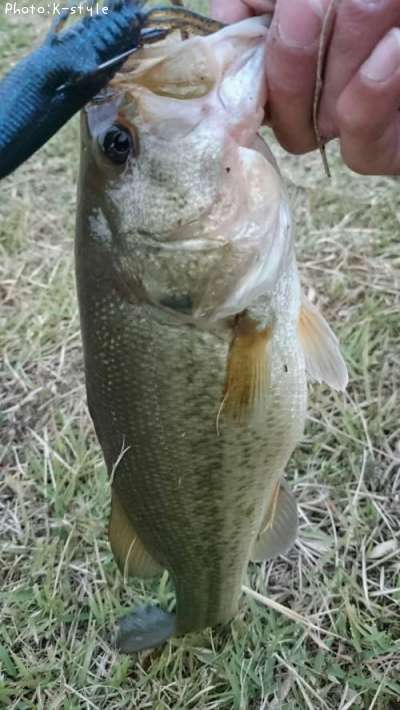 �֥�å��Х���