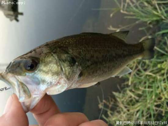 �֥�å��Х�