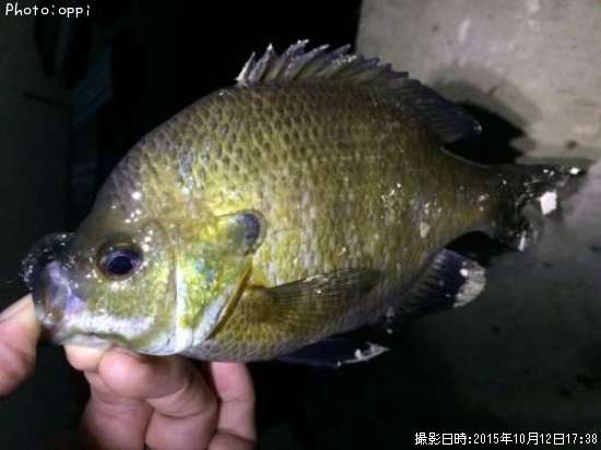 �֥롼����