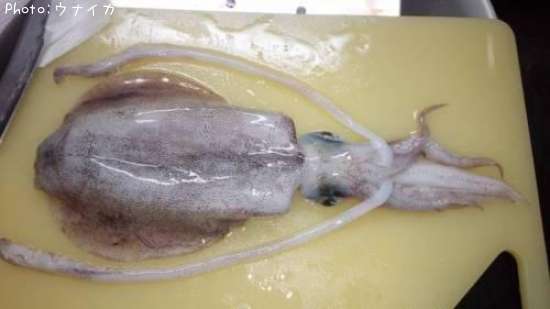 �����ꥤ��