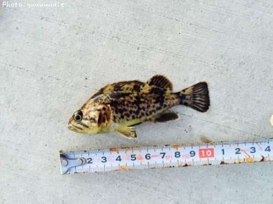 �����Υ���Х�