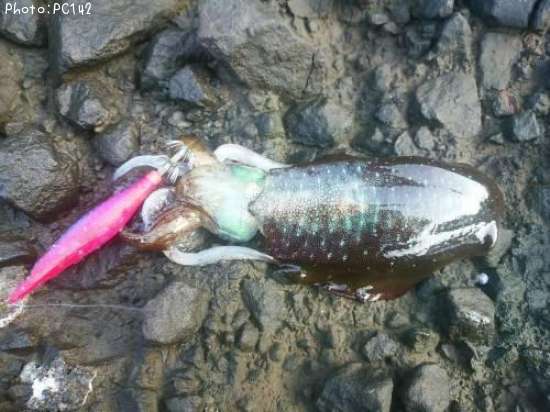 �����ꥤ��