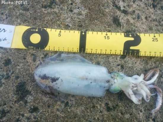 �����ꥤ��