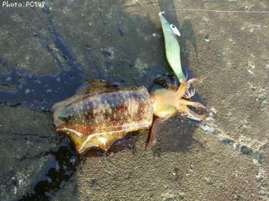 �����ꥤ��