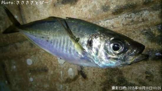 ��������Х�������Х�