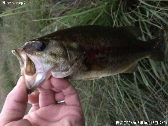 �֥�å��Х�