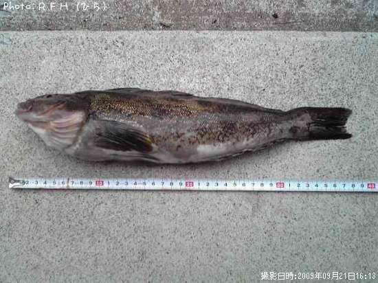 �����ʥ�