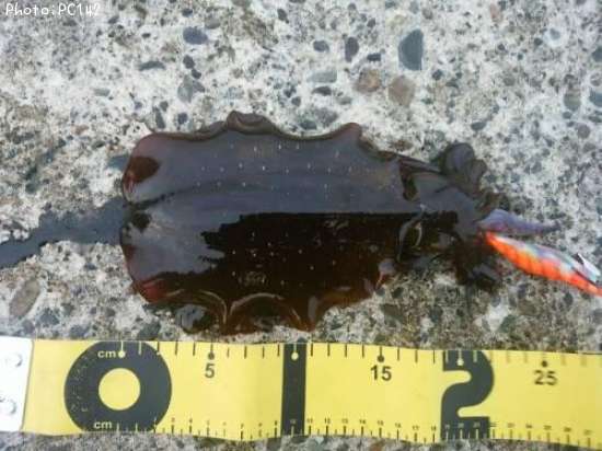 �����ꥤ��