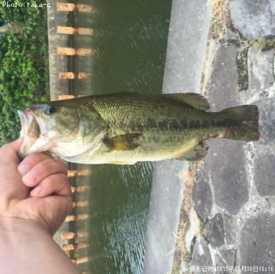 �֥�å��Х�