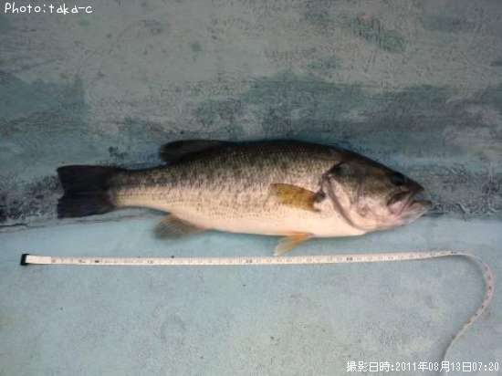 �֥�å��Х�