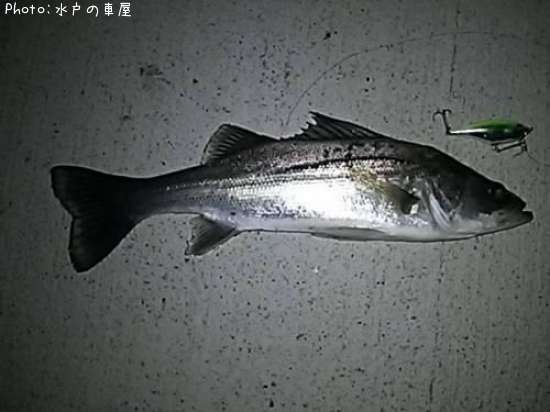 �����Х�