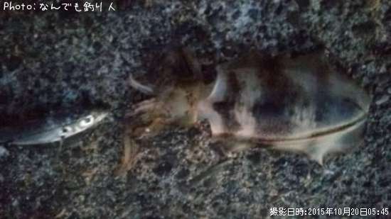 �����ꥤ��