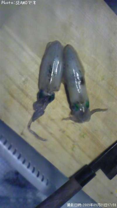 �����ꥤ��