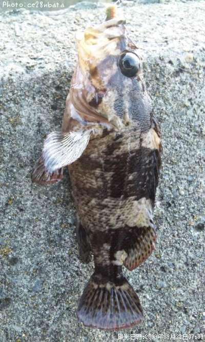 �����Υ���Х�