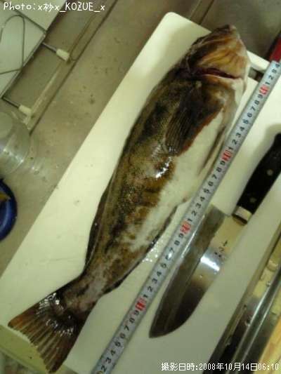 �����ʥ�