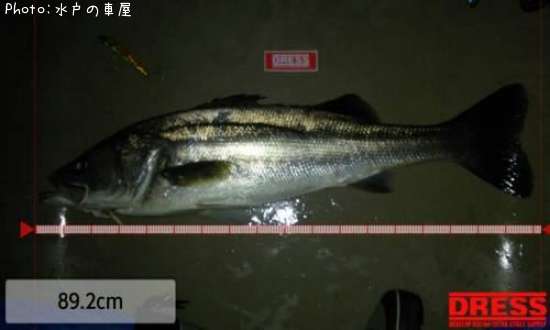 �����Х�