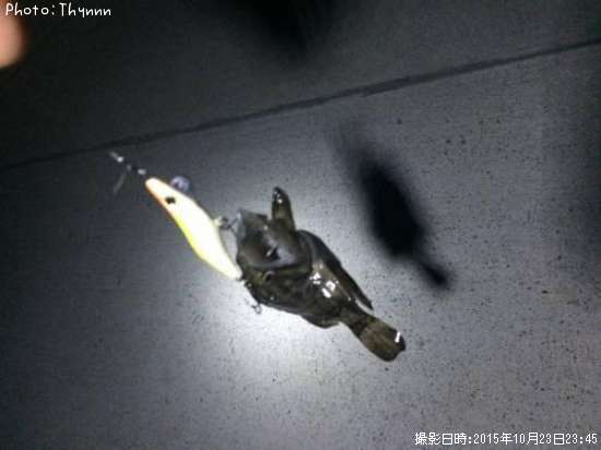 ���ӥ���