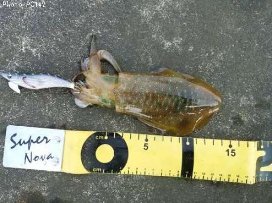 �����ꥤ��