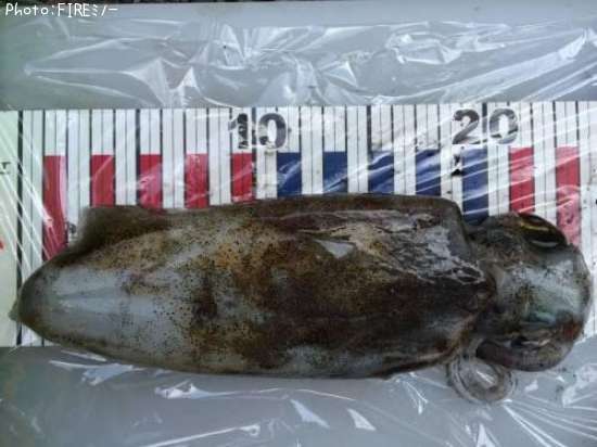 �����ꥤ��