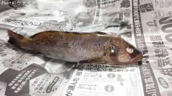 �����ʥ�