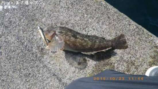 �����ʥ�