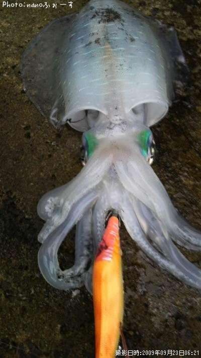 �����ꥤ��