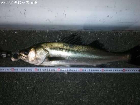 �����Х�