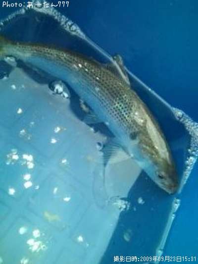 ���Υ���