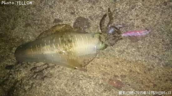 �����ꥤ��