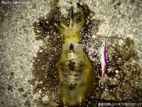 �����ꥤ��