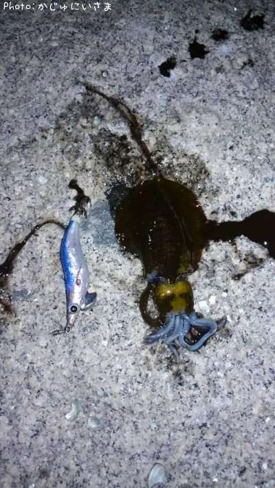 �����ꥤ��