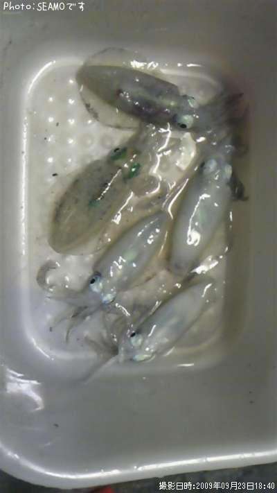 �����ꥤ��