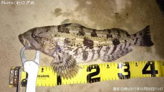 �����ʥ�