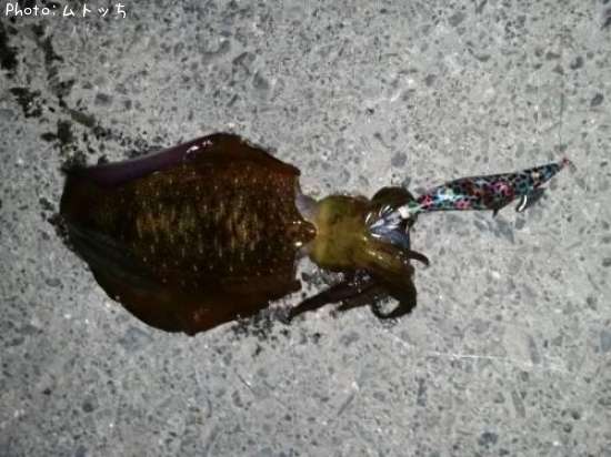 �����ꥤ��