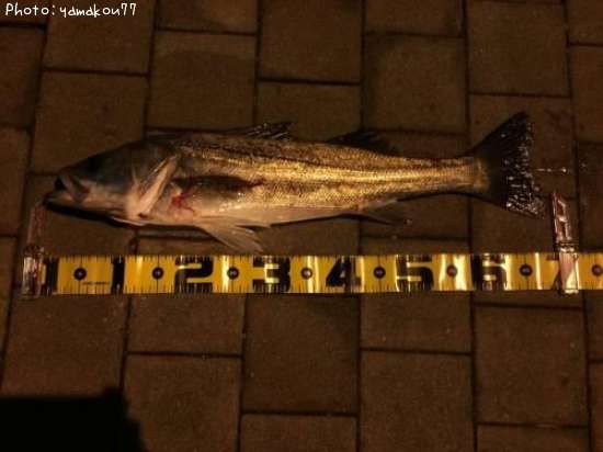 �����Х�