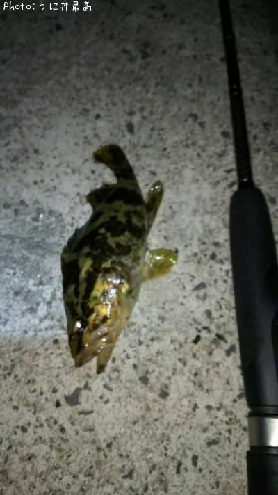 �٥å�������